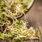 3 Part Sprout Mix – 1,000 Seeds