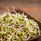 5 Part Salad Mix Sprout – 1,000 Seeds